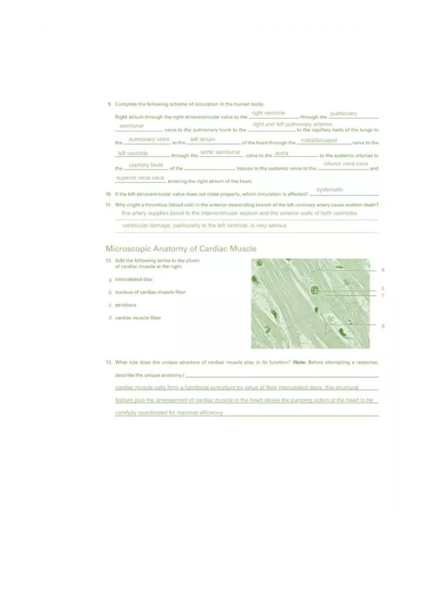 Exercise 20 Anatomy of the Heart - Page 3