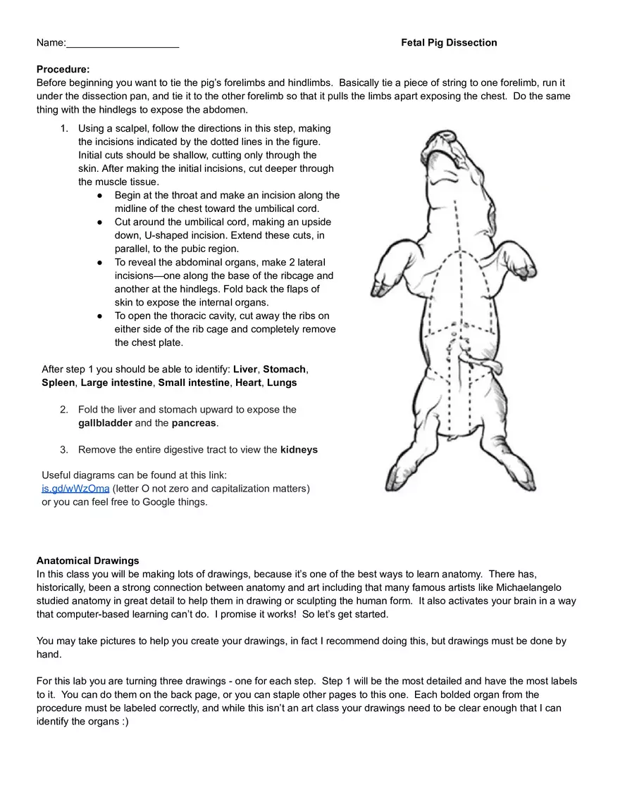 Fetal Pig Dissection - Page 1