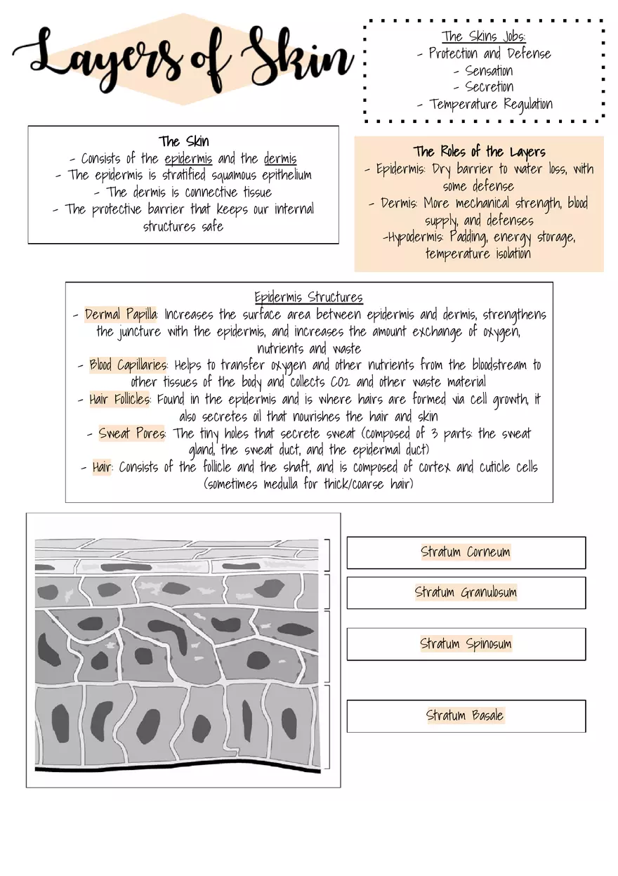 Organ Systems - Concept Map - Page 1
