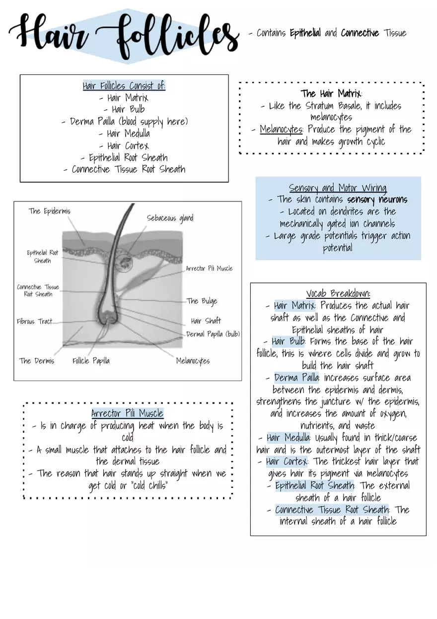 Organ Systems - Concept Map - Page 2