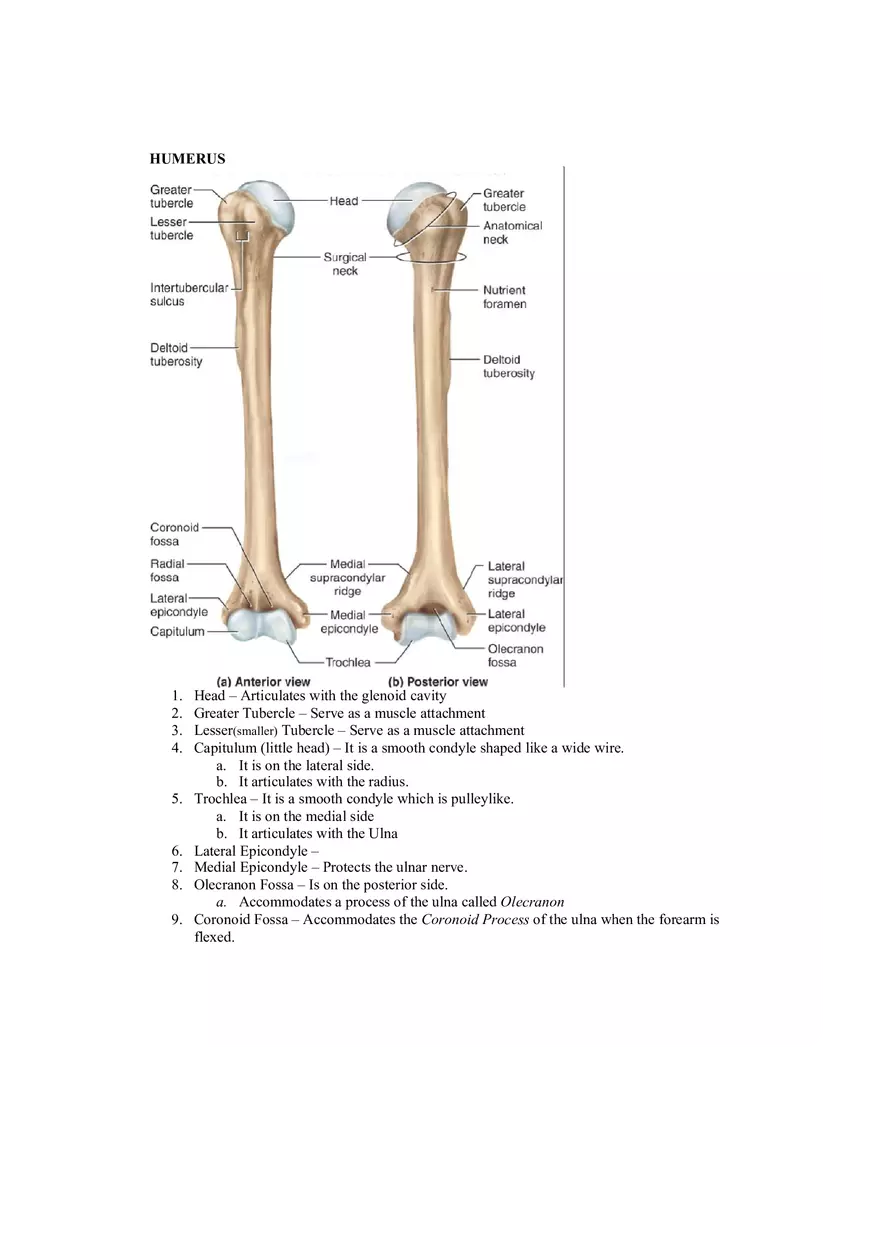 Organization of the Skeleton (Bone Review) Part 2 - Page 7
