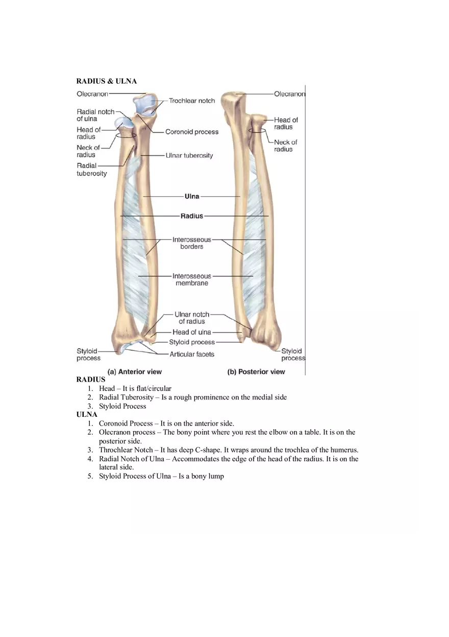 Organization of the Skeleton (Bone Review) Part 2 - Page 8