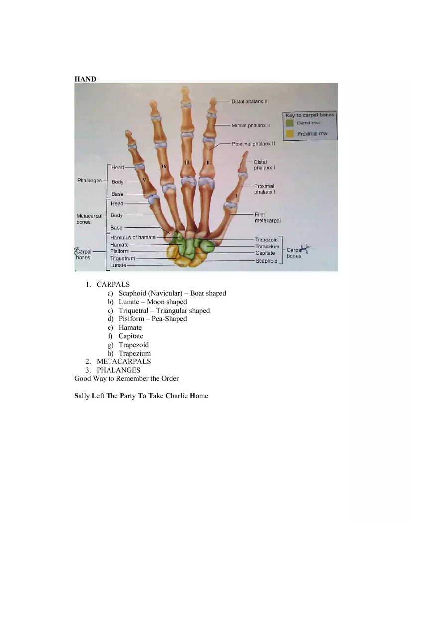 Organization of the Skeleton (Bone Review) Part 2 - Page 9
