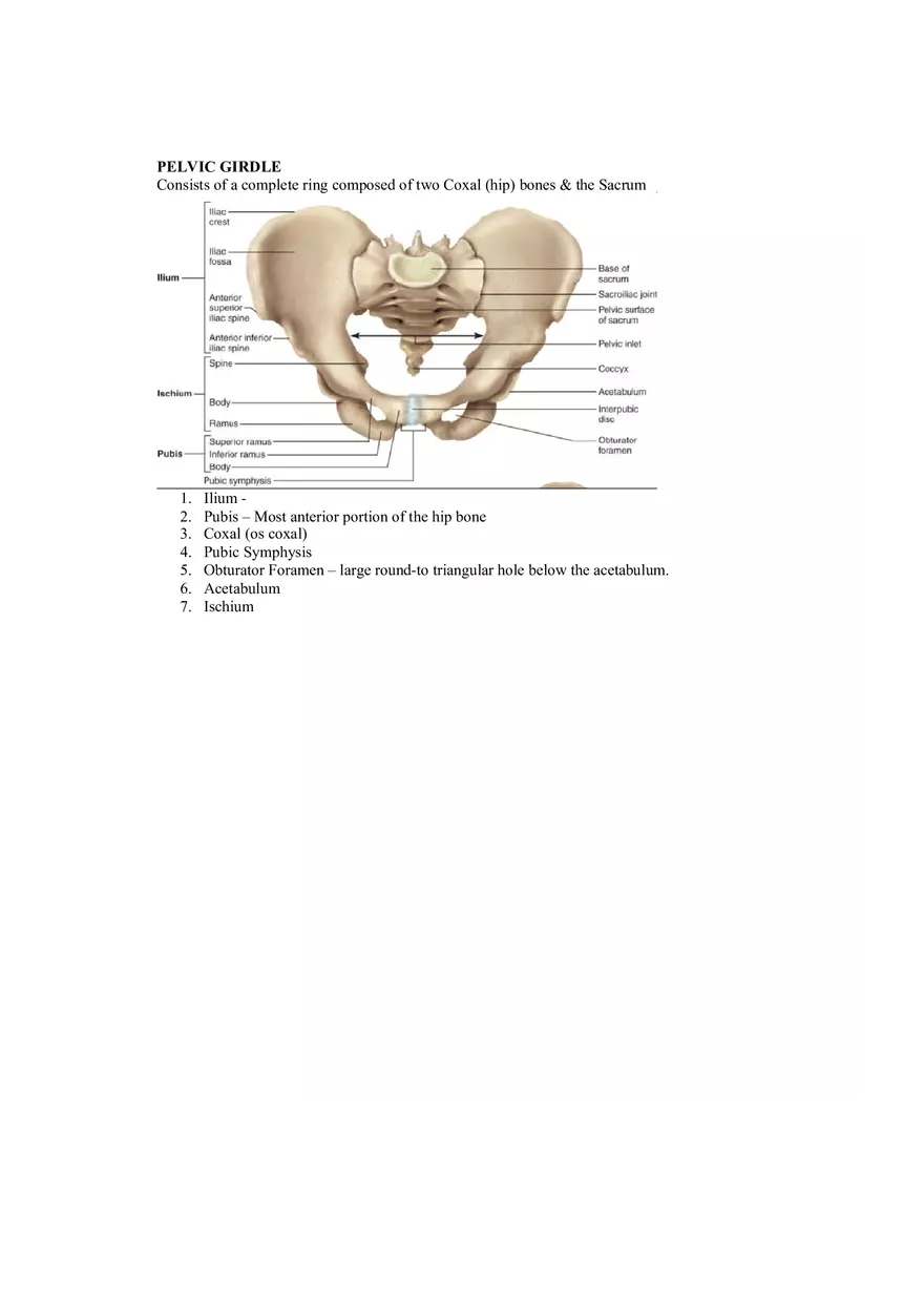 Organization of the Skeleton (Bone Review) Part 2 - Page 10
