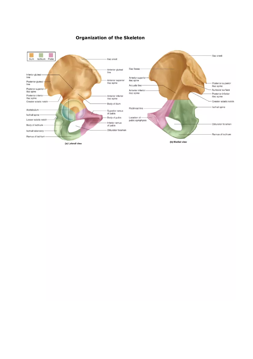 Organization of the Skeleton (Bone Review) Part 2 - Page 11