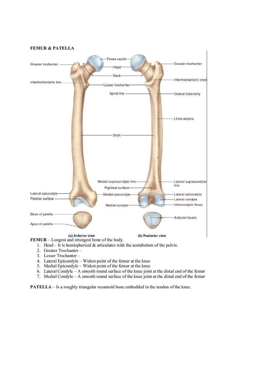Organization of the Skeleton (Bone Review) Part 2 - Page 12