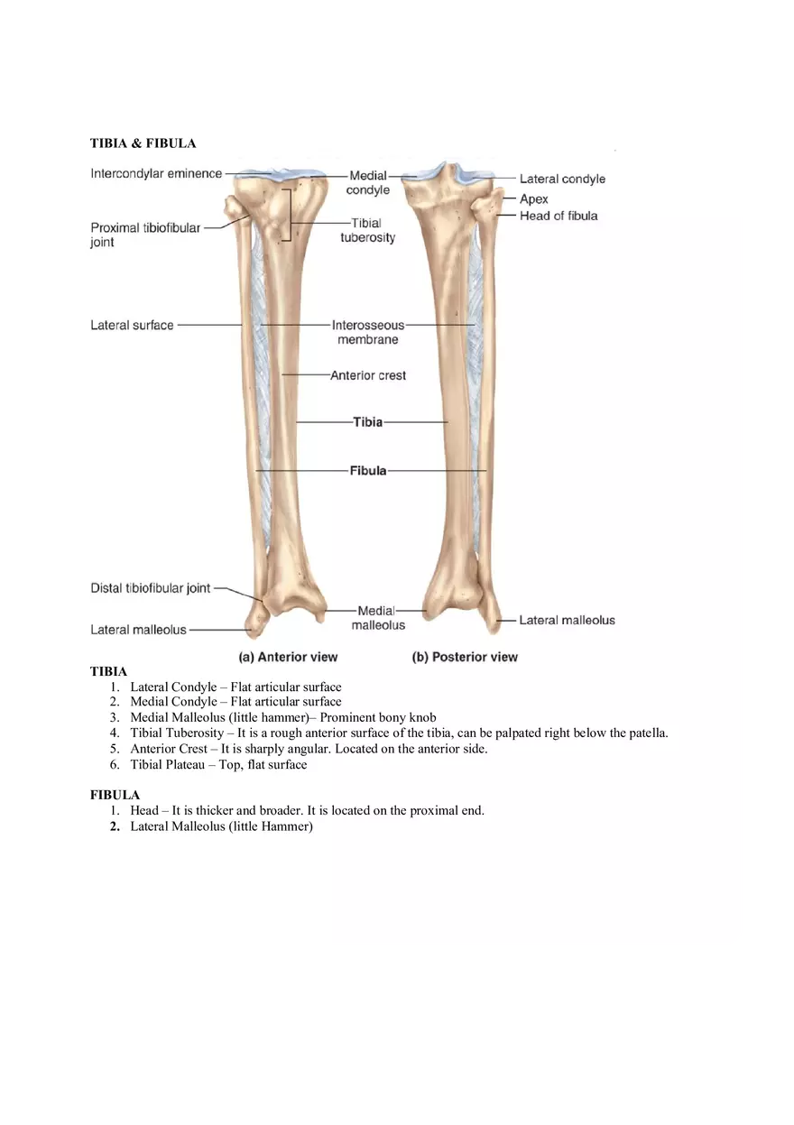 Organization of the Skeleton (Bone Review) Part 2 - Page 13