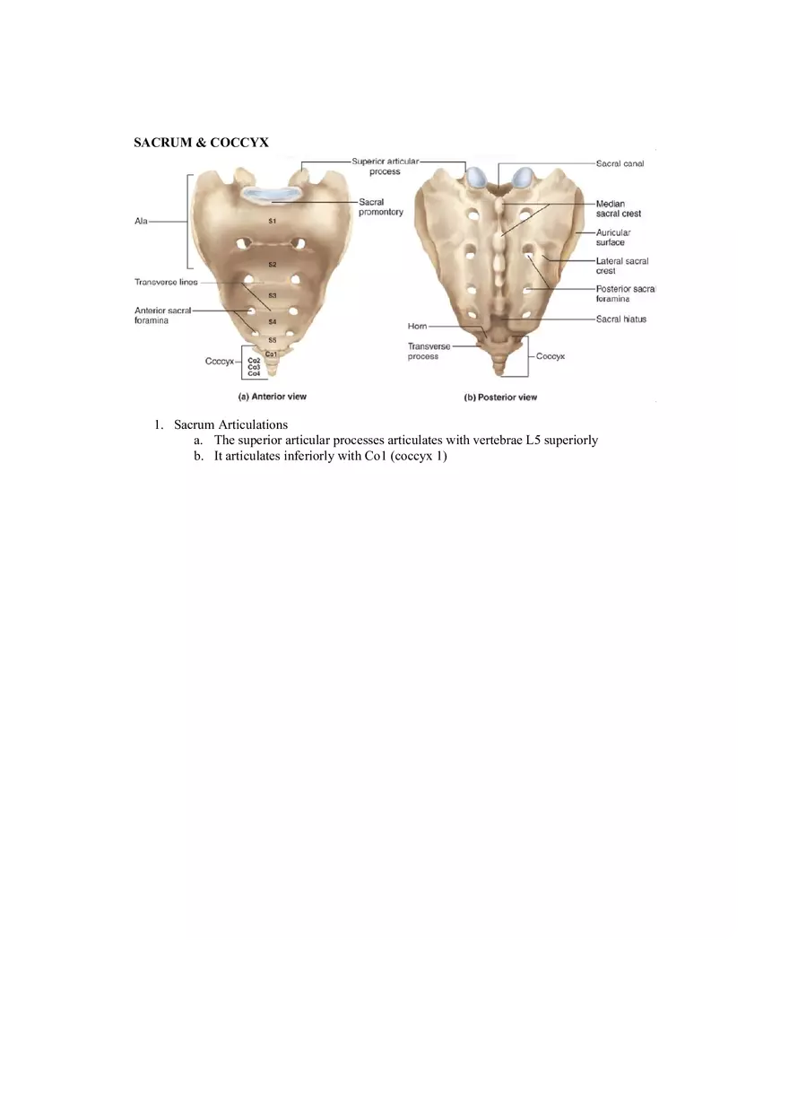 Organization of the Skeleton (Bone Review) Part 2 - Page 1