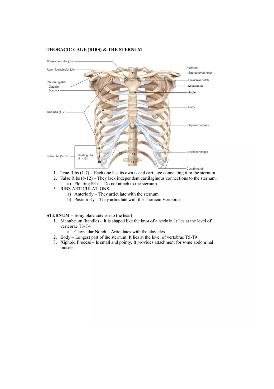 Organization of the Skeleton (Bone Review) Part 2 - Page 2
