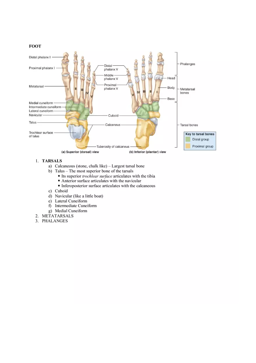Organization of the Skeleton (Bone Review) Part 2 - Page 3