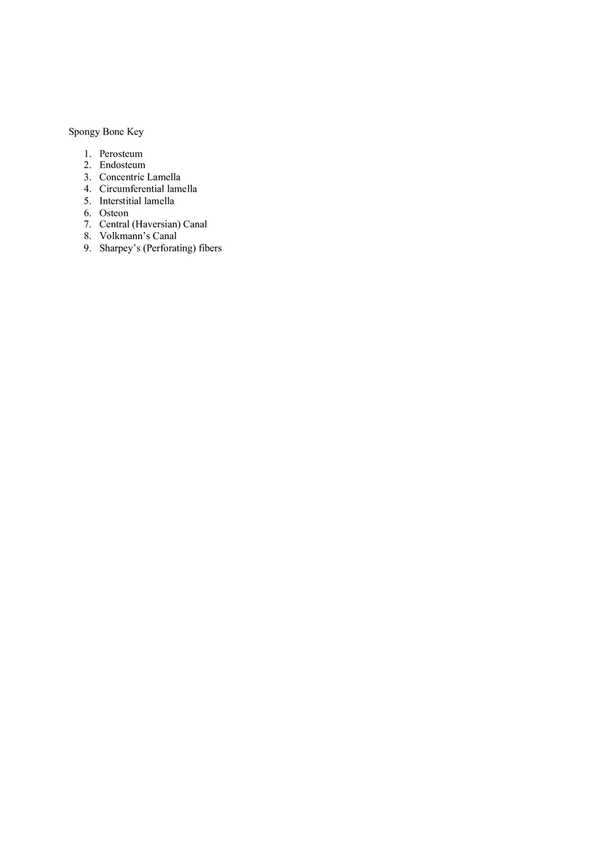 Organization of the Skeleton (Bone Review) Part 2 - Page 5