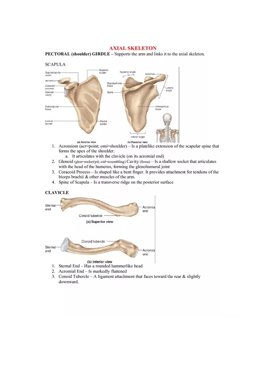 Organization of the Skeleton (Bone Review) Part 2 - Page 6