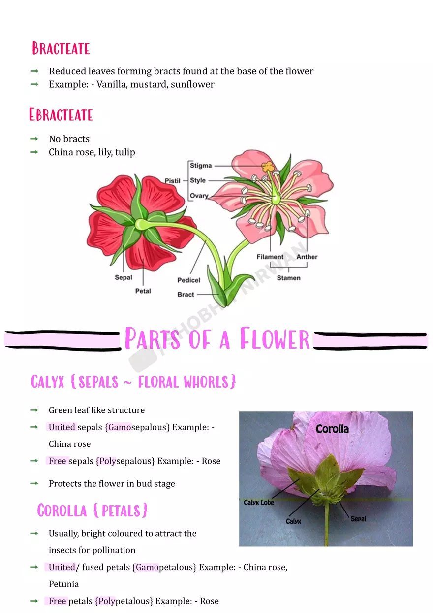 Morphology of Flowering Plants - Page 7