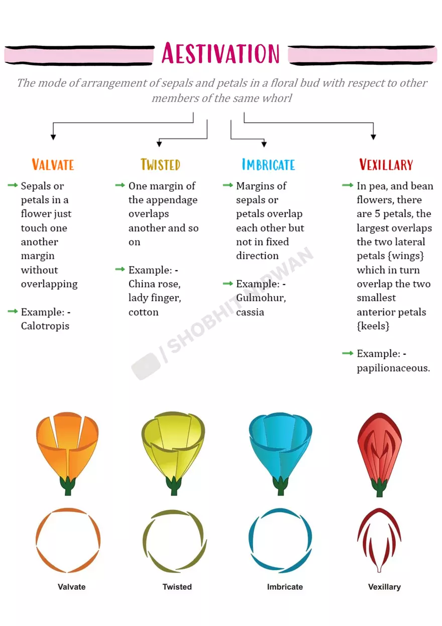 Morphology of Flowering Plants - Page 8