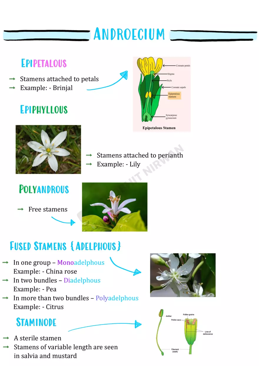 Morphology of Flowering Plants - Page 9