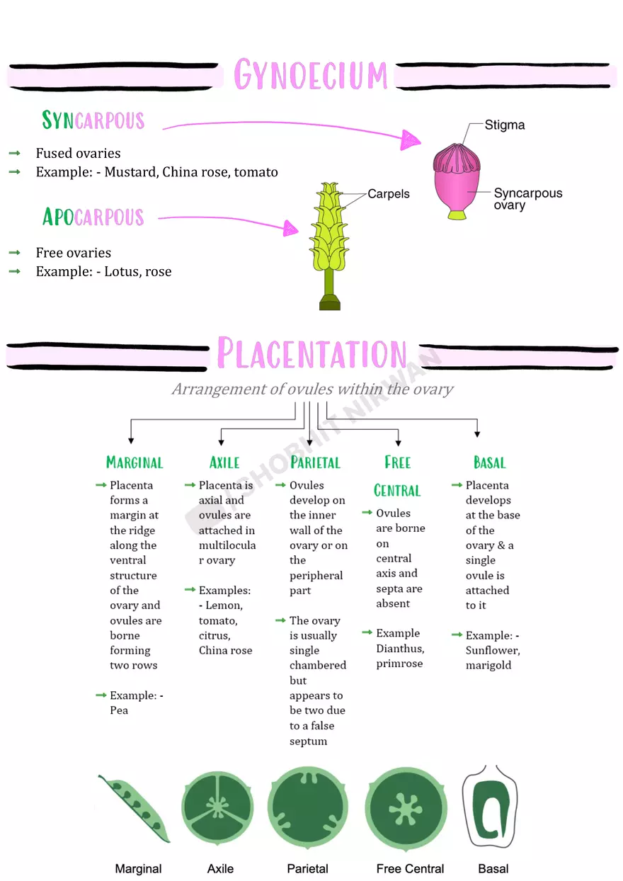 Morphology of Flowering Plants - Page 10