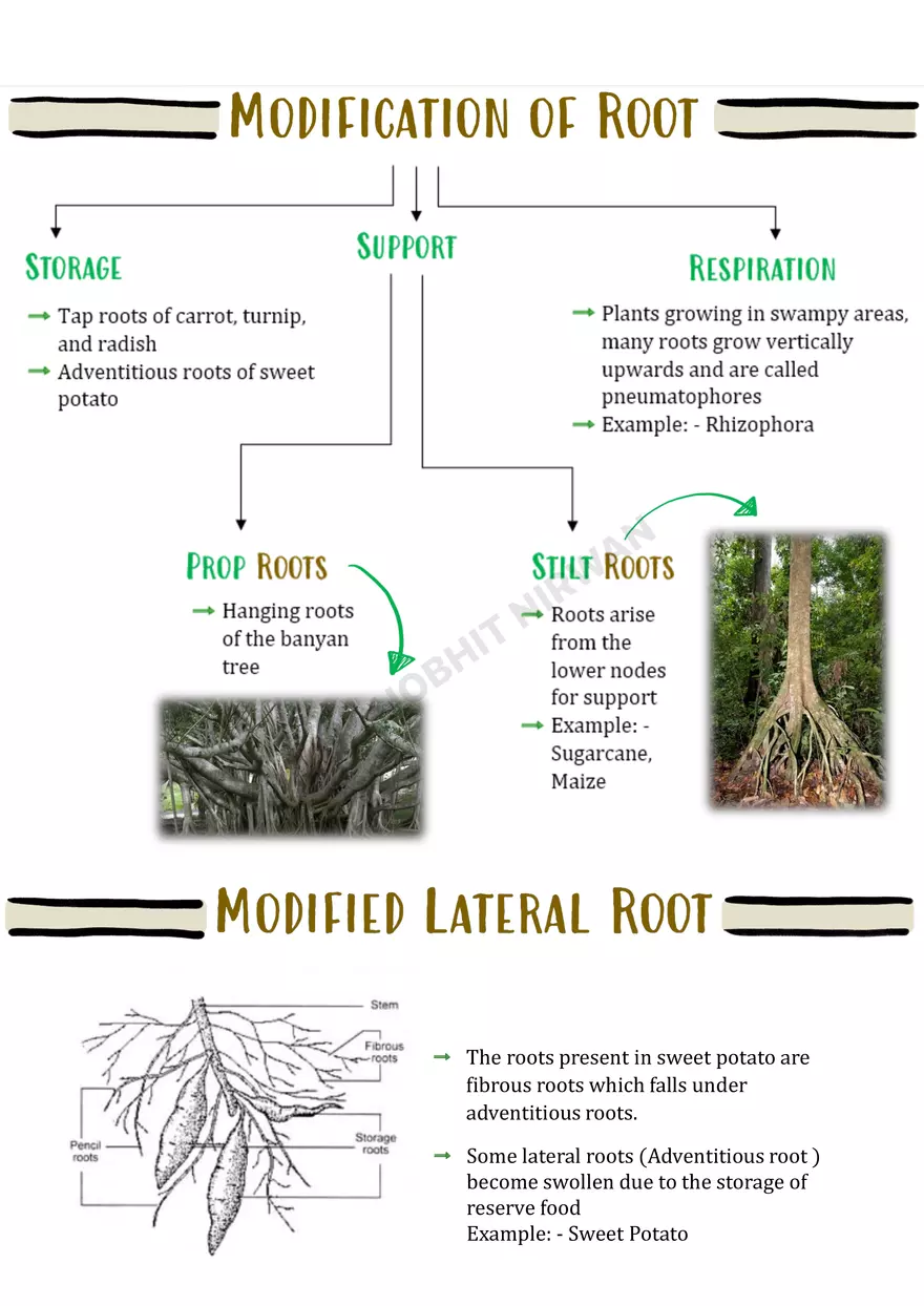 Morphology of Flowering Plants - Page 13