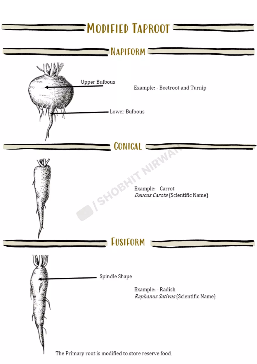 Morphology of Flowering Plants - Page 16
