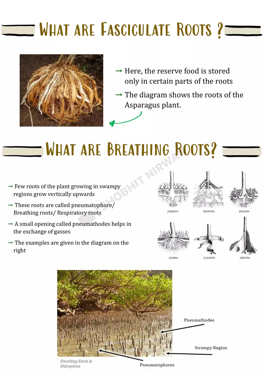 Morphology of Flowering Plants - Page 17