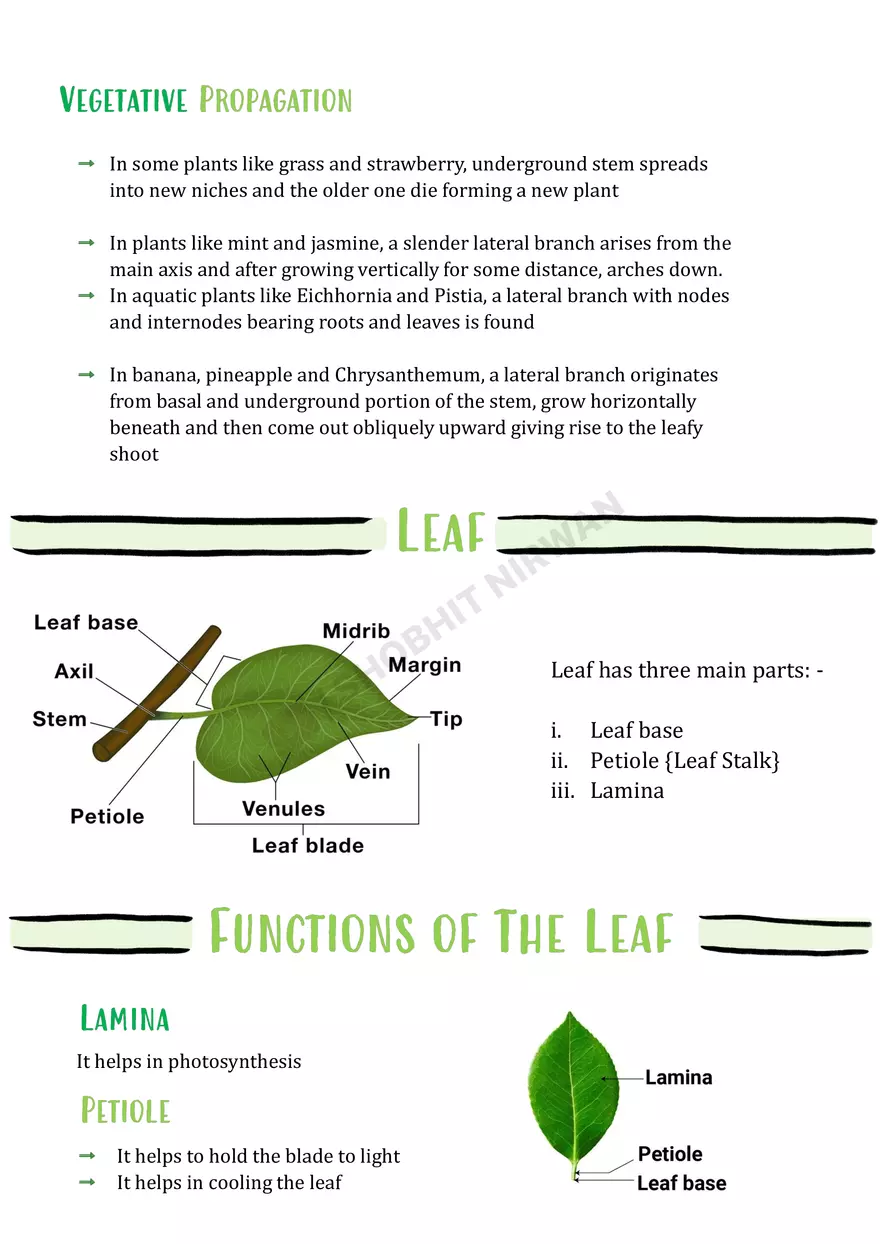 Morphology of Flowering Plants - Page 19