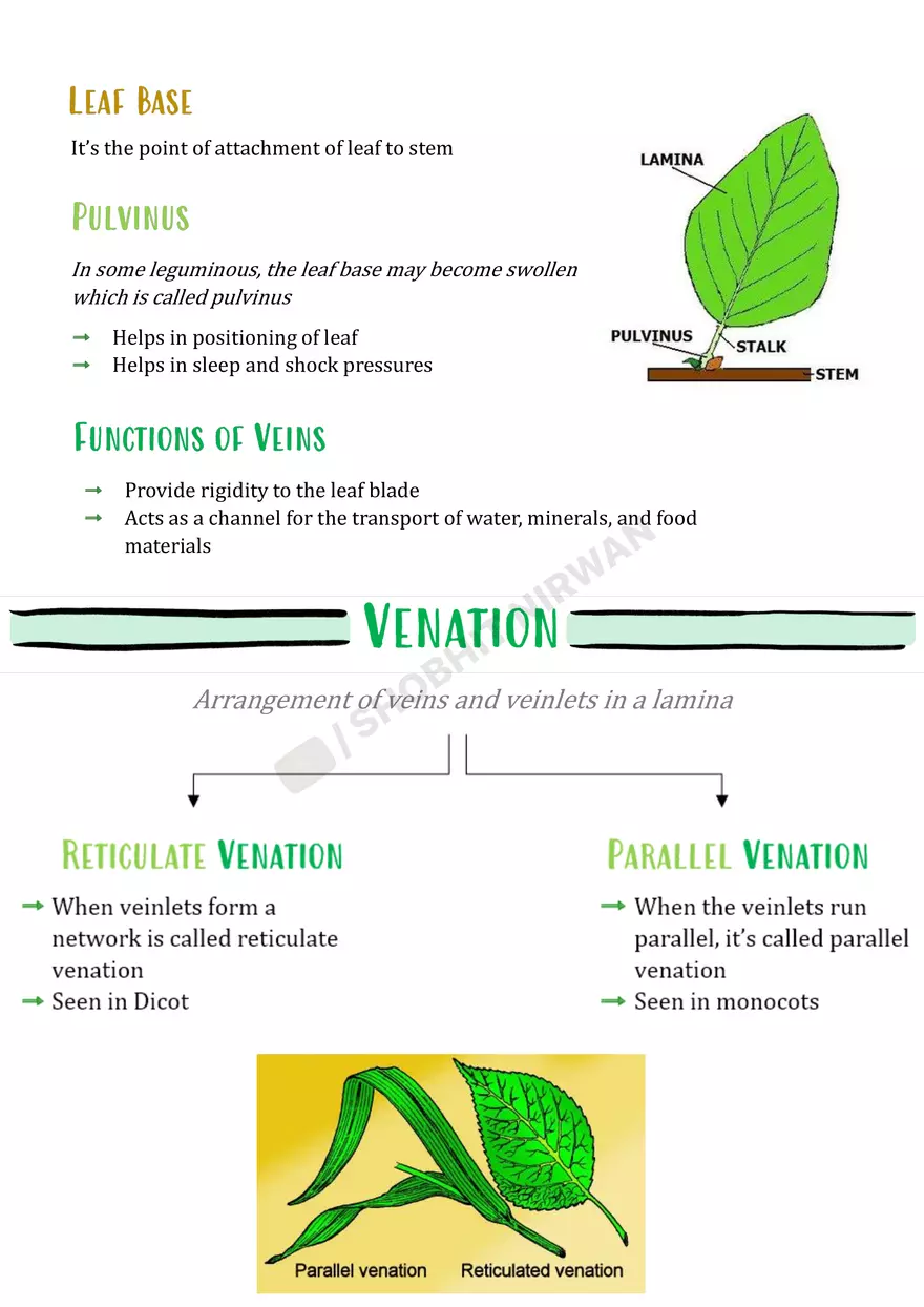 Morphology of Flowering Plants - Page 20