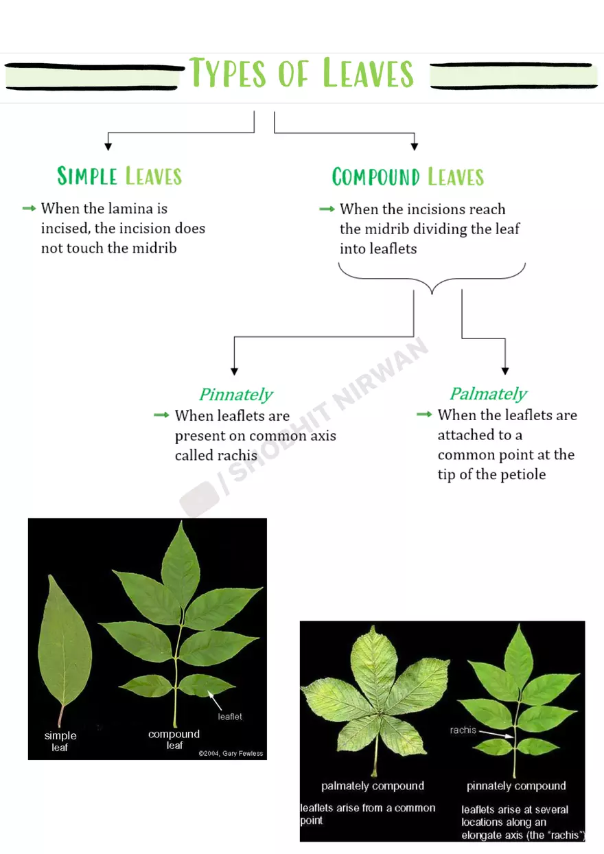 Morphology of Flowering Plants - Page 21