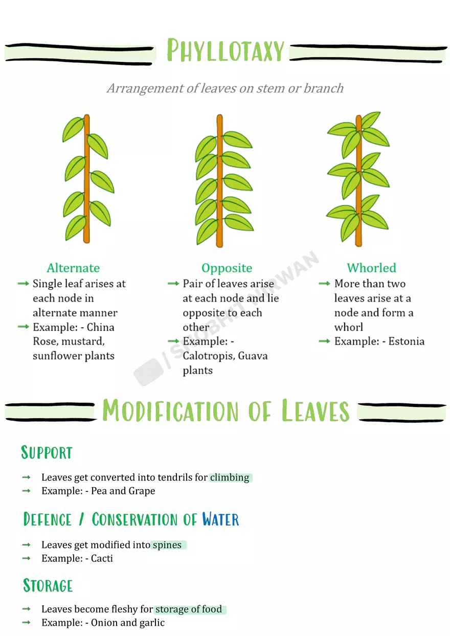 Morphology of Flowering Plants - Page 22
