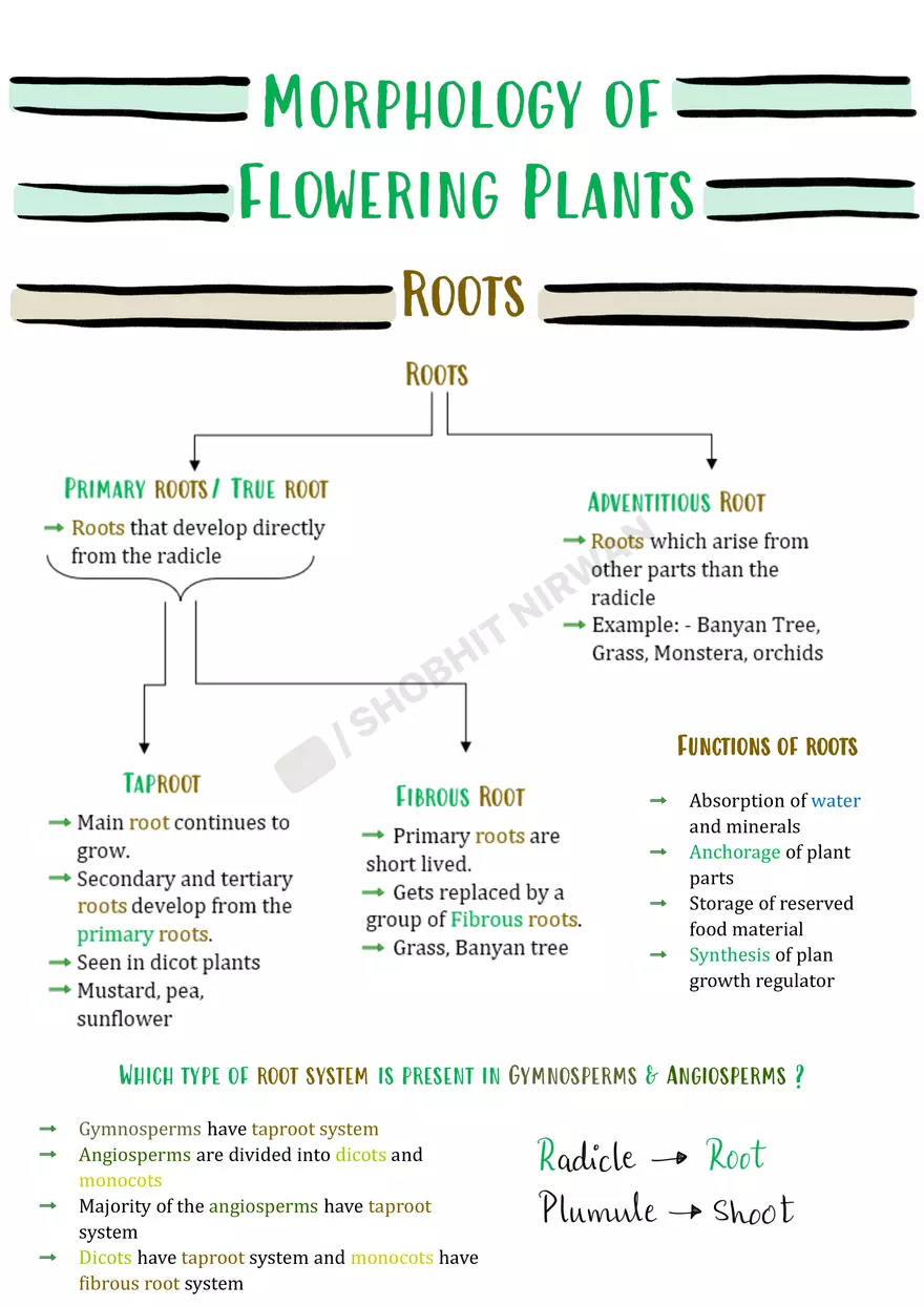 Morphology of Flowering Plants - Page 1