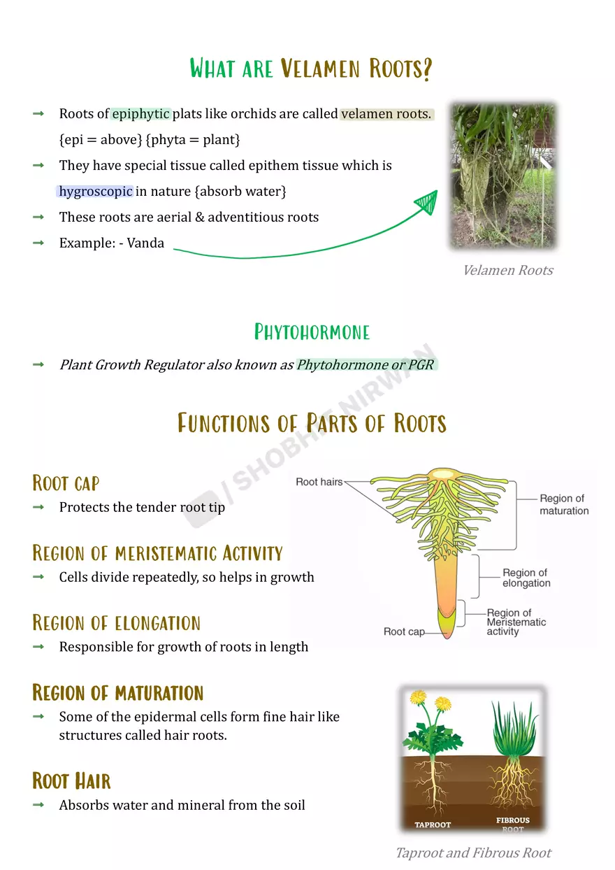 Morphology of Flowering Plants - Page 2