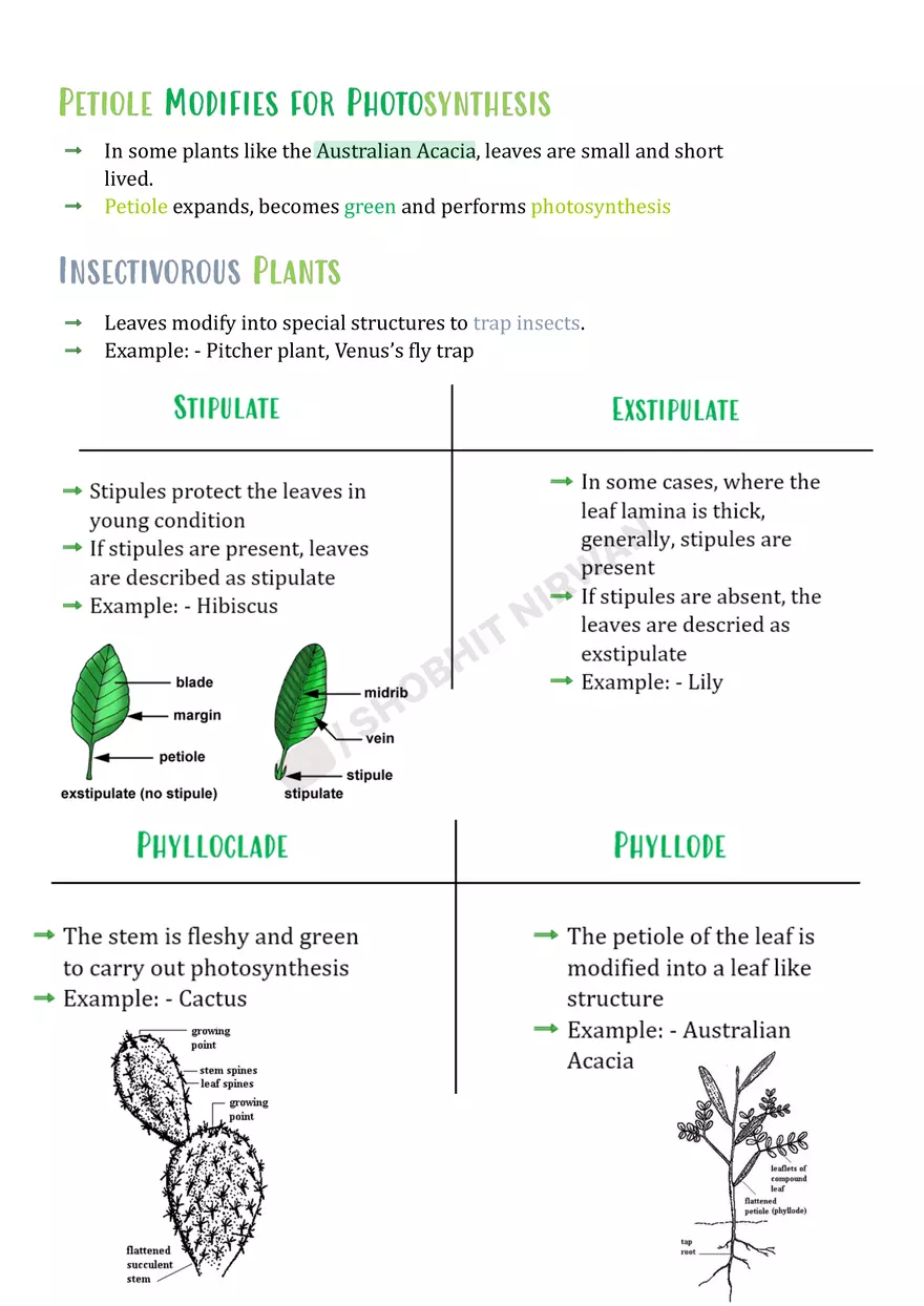 Morphology of Flowering Plants - Page 3
