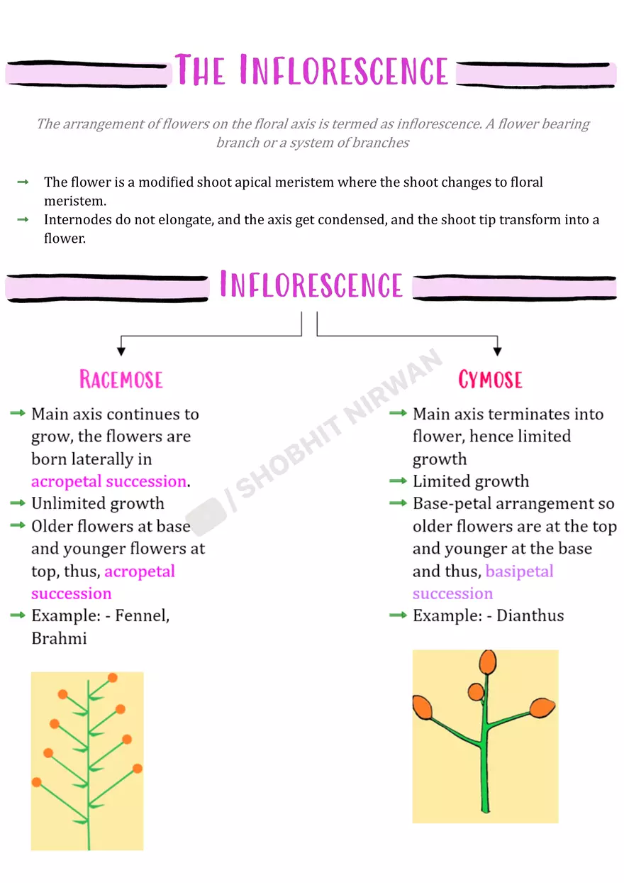 Morphology of Flowering Plants - Page 4