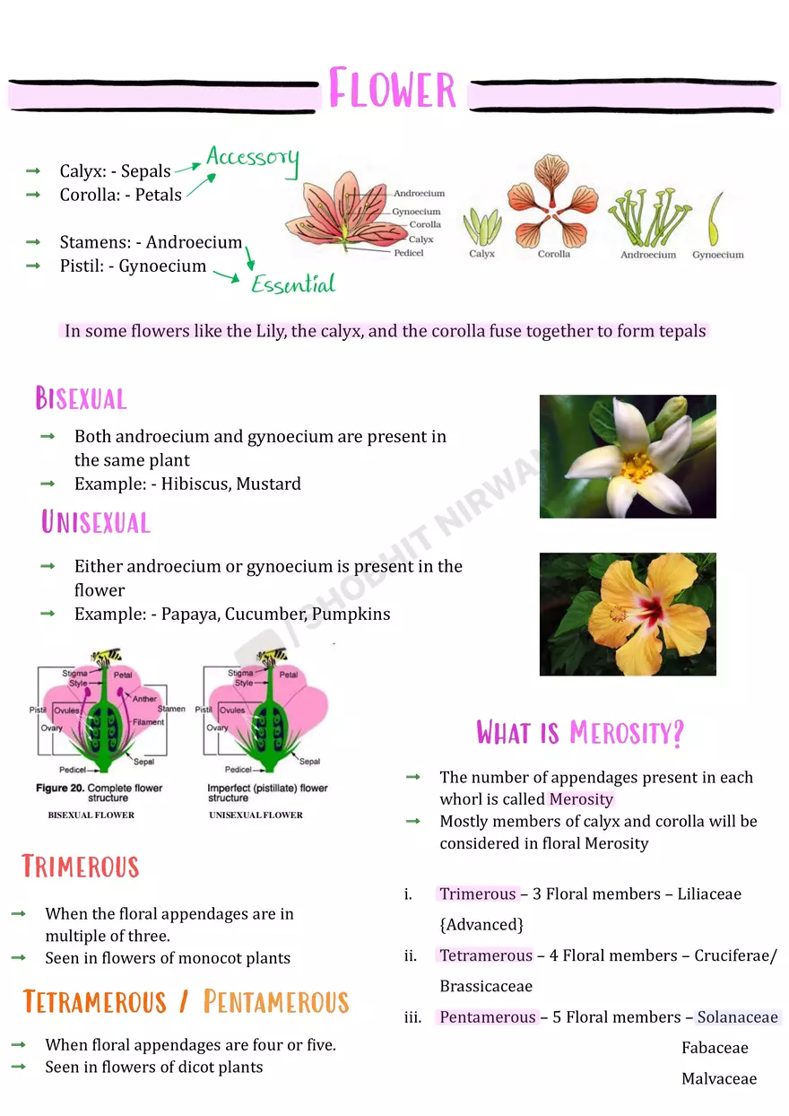 Morphology of Flowering Plants - Page 5