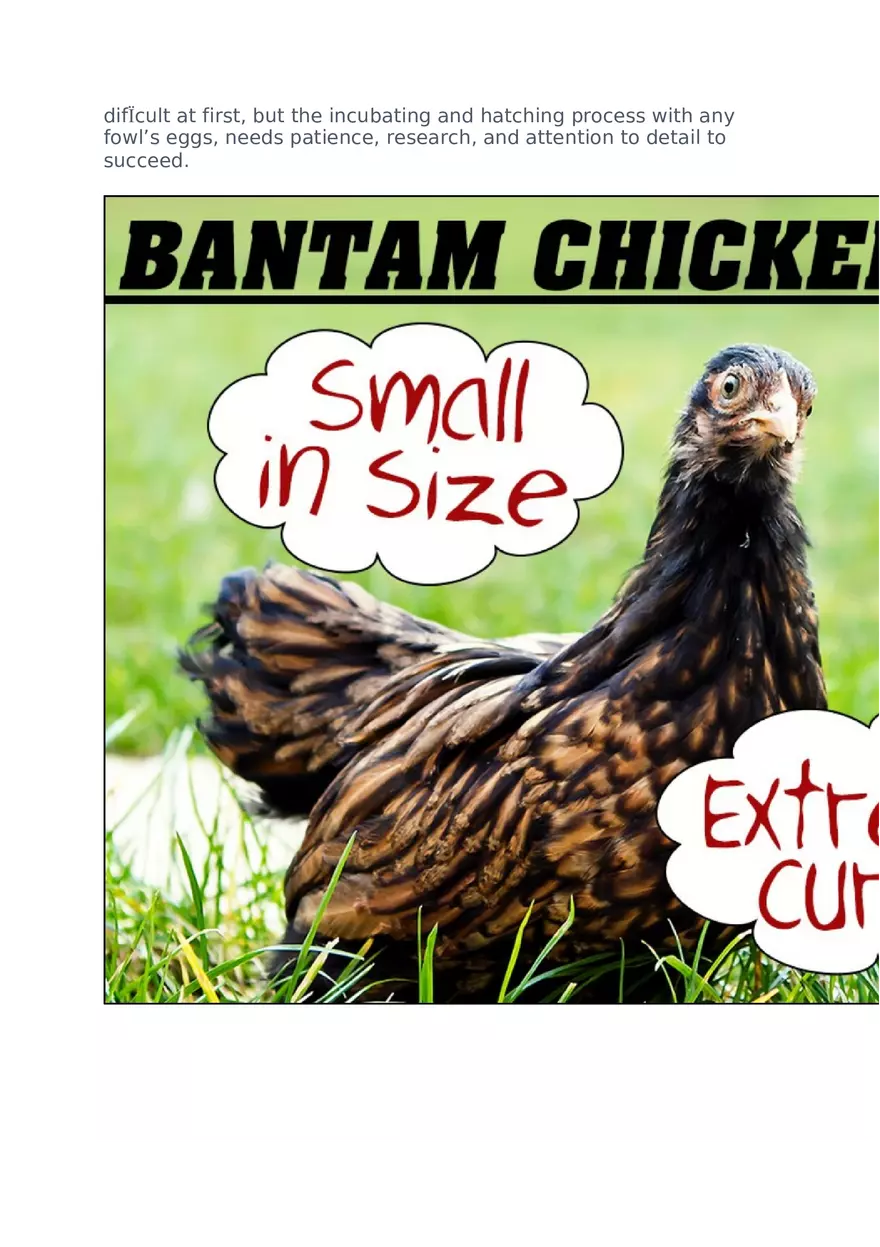 How to Hatch Turkey Eggs Naturally - Page 7