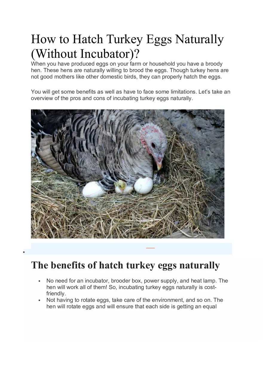 How to Hatch Turkey Eggs Naturally - Page 1
