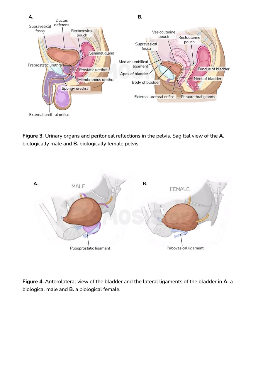 Anatomy Pelvis and Reproductive System - Page 7