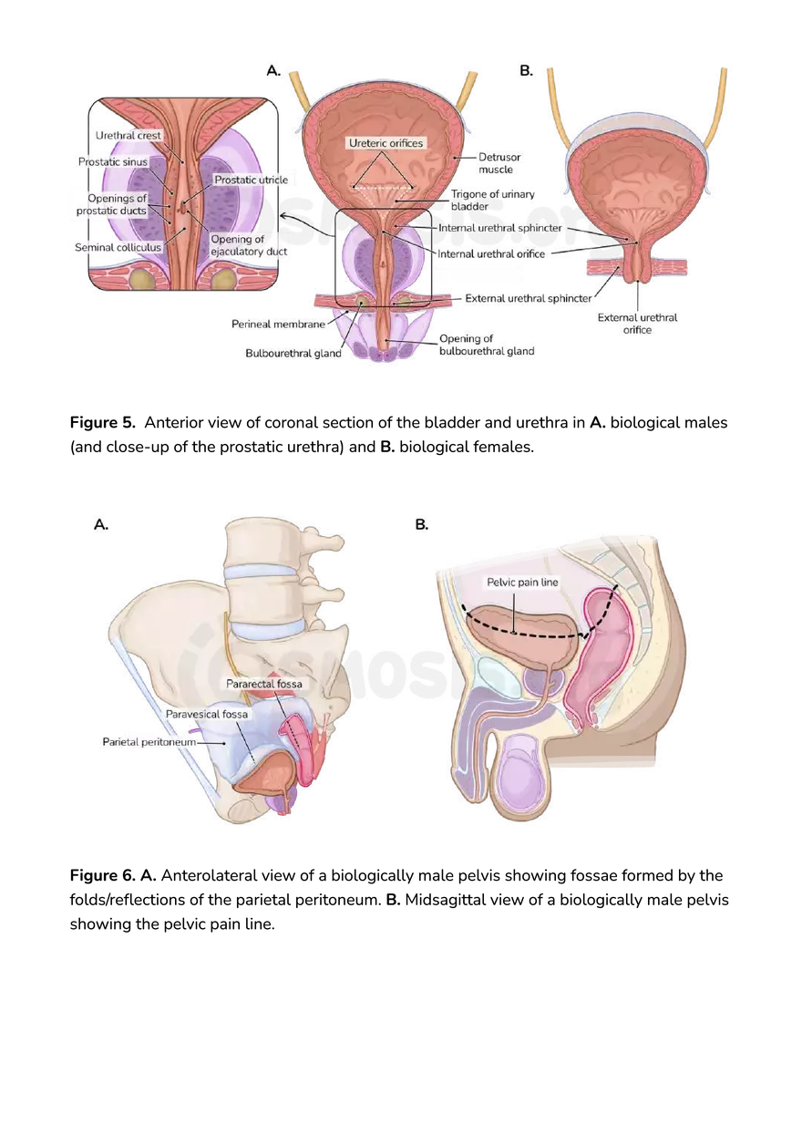 Anatomy Pelvis and Reproductive System - Page 8