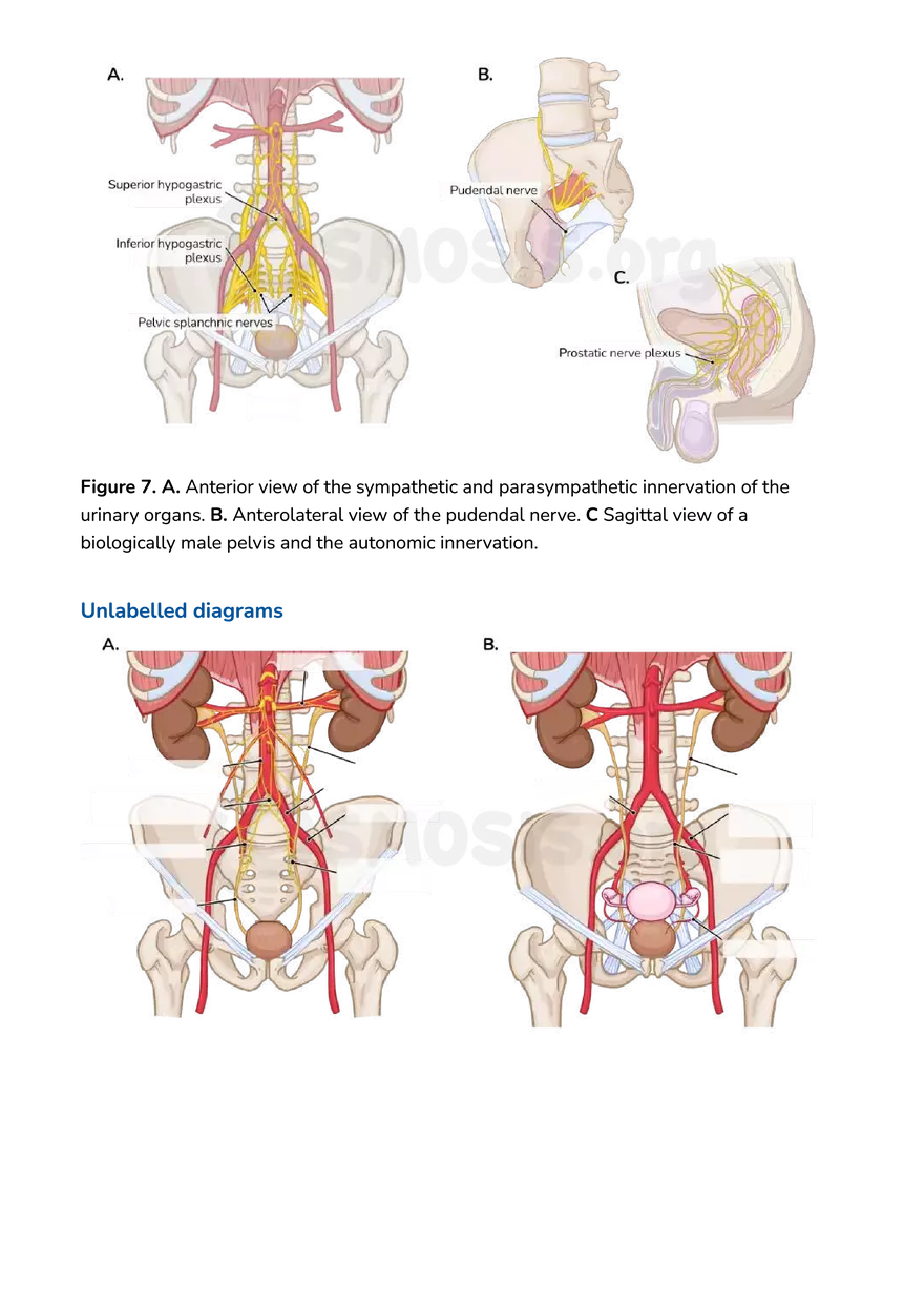 Anatomy Pelvis and Reproductive System - Page 9