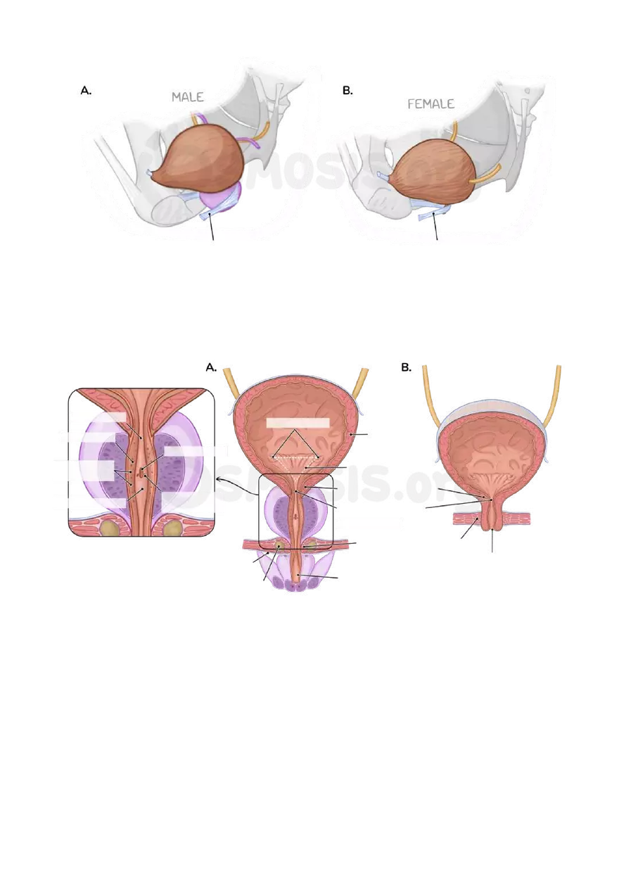Anatomy Pelvis and Reproductive System - Page 11