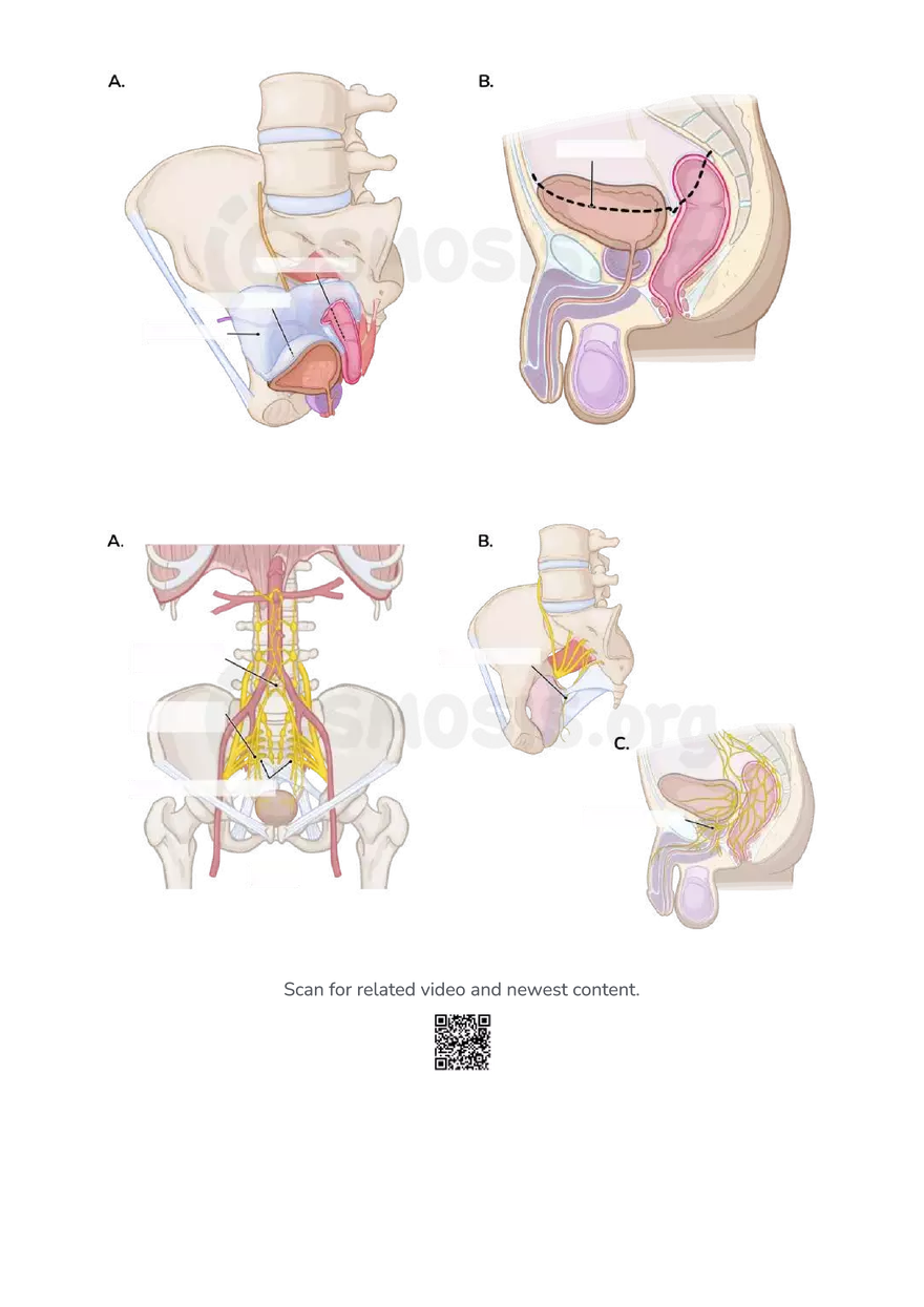Anatomy Pelvis and Reproductive System - Page 12