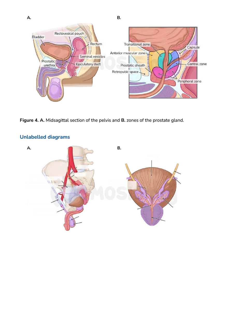 Anatomy Pelvis and Reproductive System - Page 13