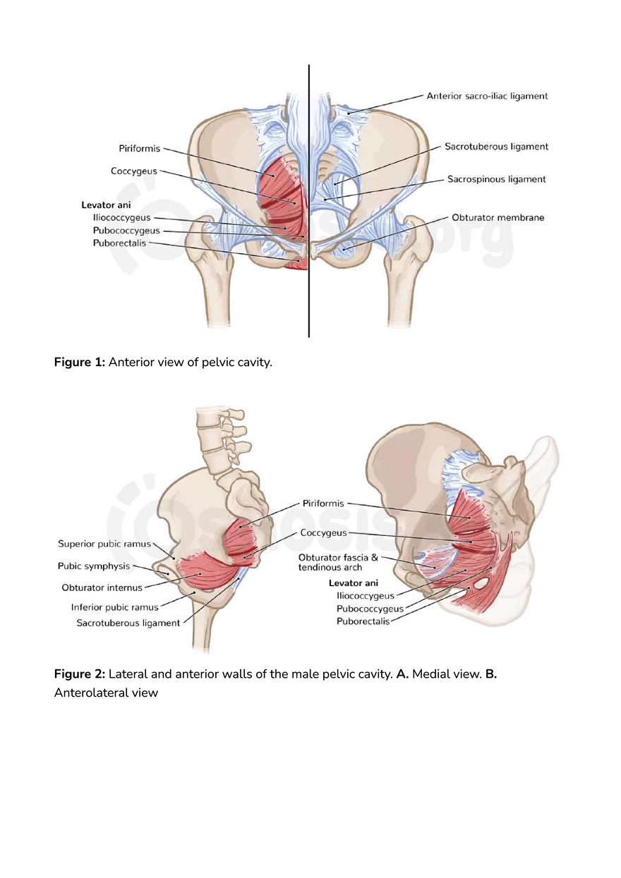 Anatomy Pelvis and Reproductive System - Page 14