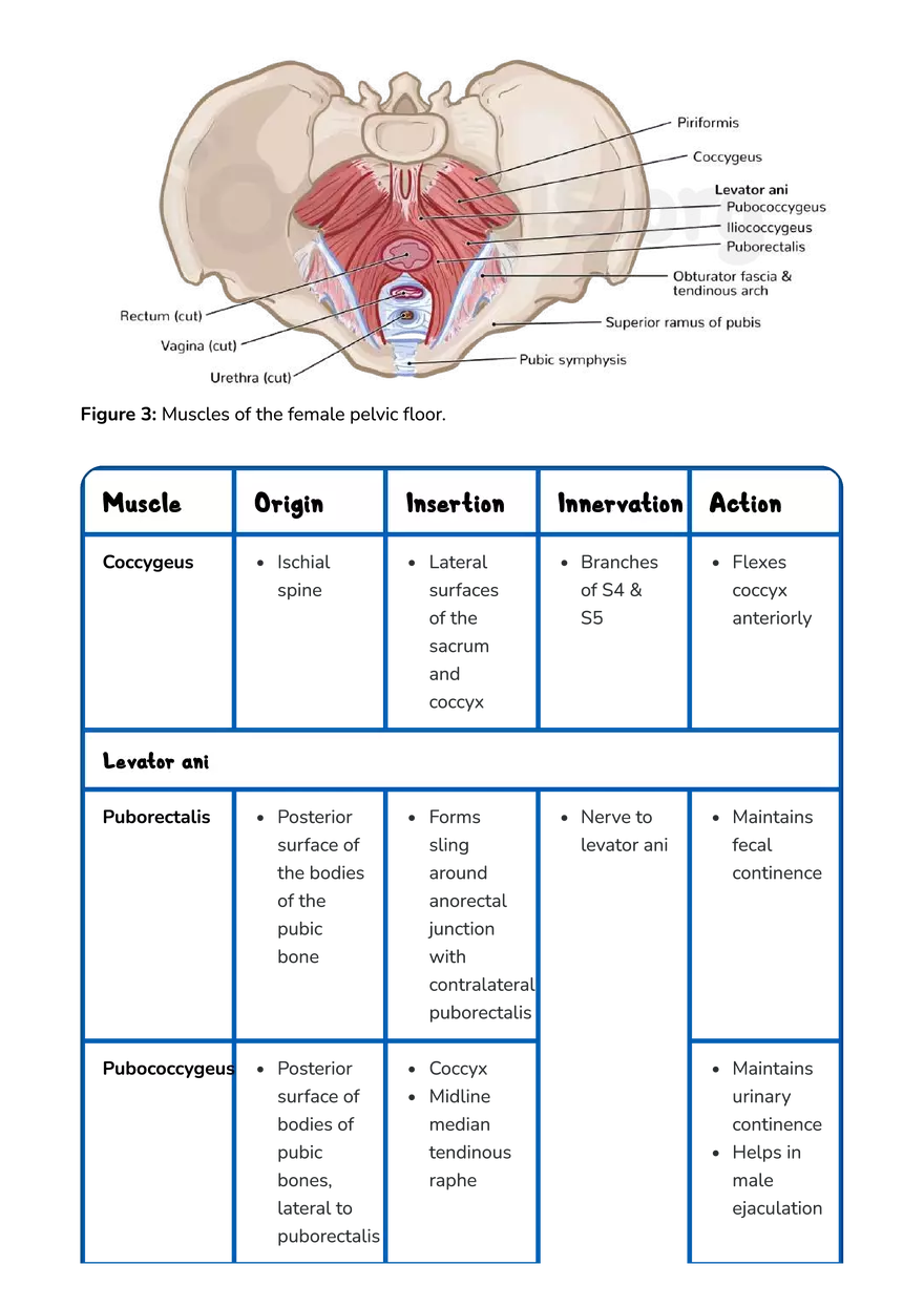 Anatomy Pelvis and Reproductive System - Page 15