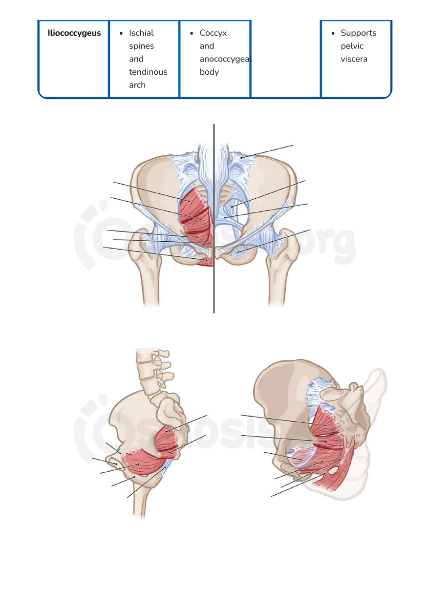 Anatomy Pelvis and Reproductive System - Page 16