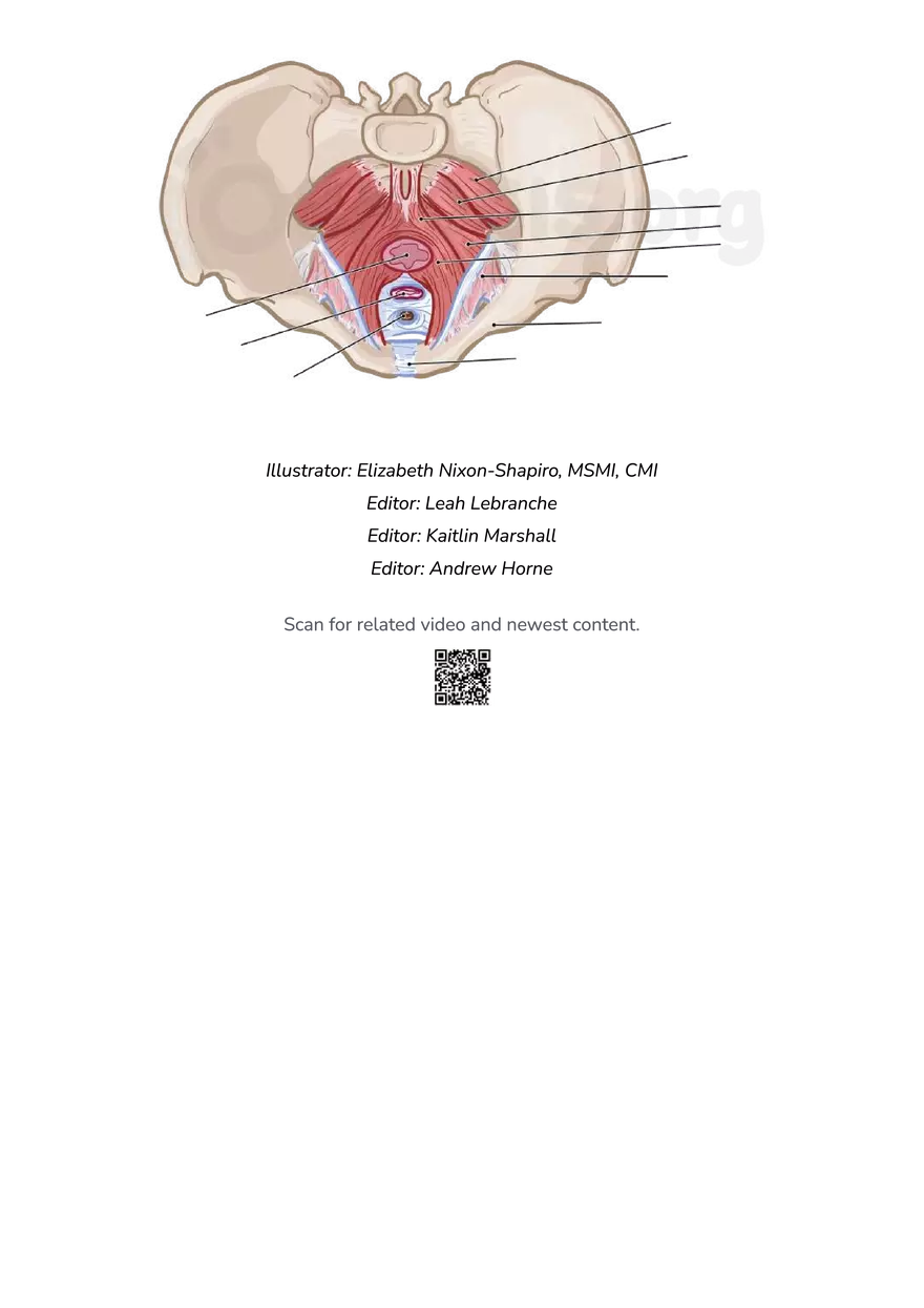 Anatomy Pelvis and Reproductive System - Page 17