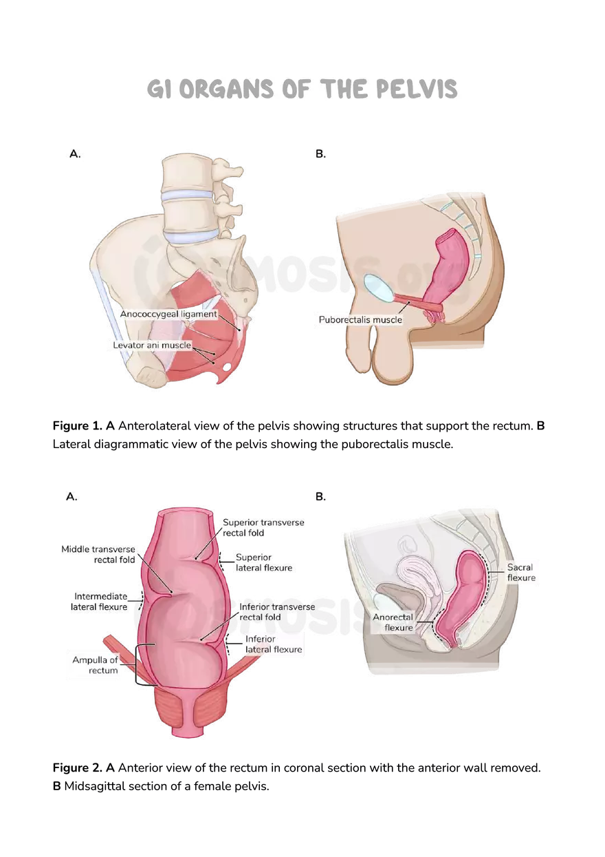 Anatomy Pelvis and Reproductive System - Page 18