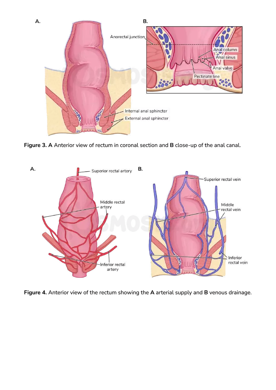 Anatomy Pelvis and Reproductive System - Page 19