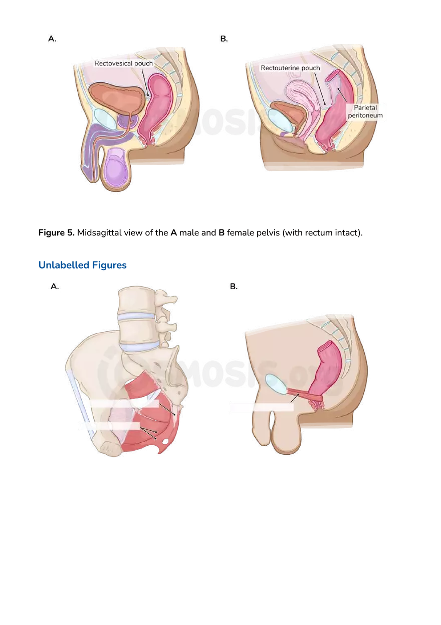 Anatomy Pelvis and Reproductive System - Page 20