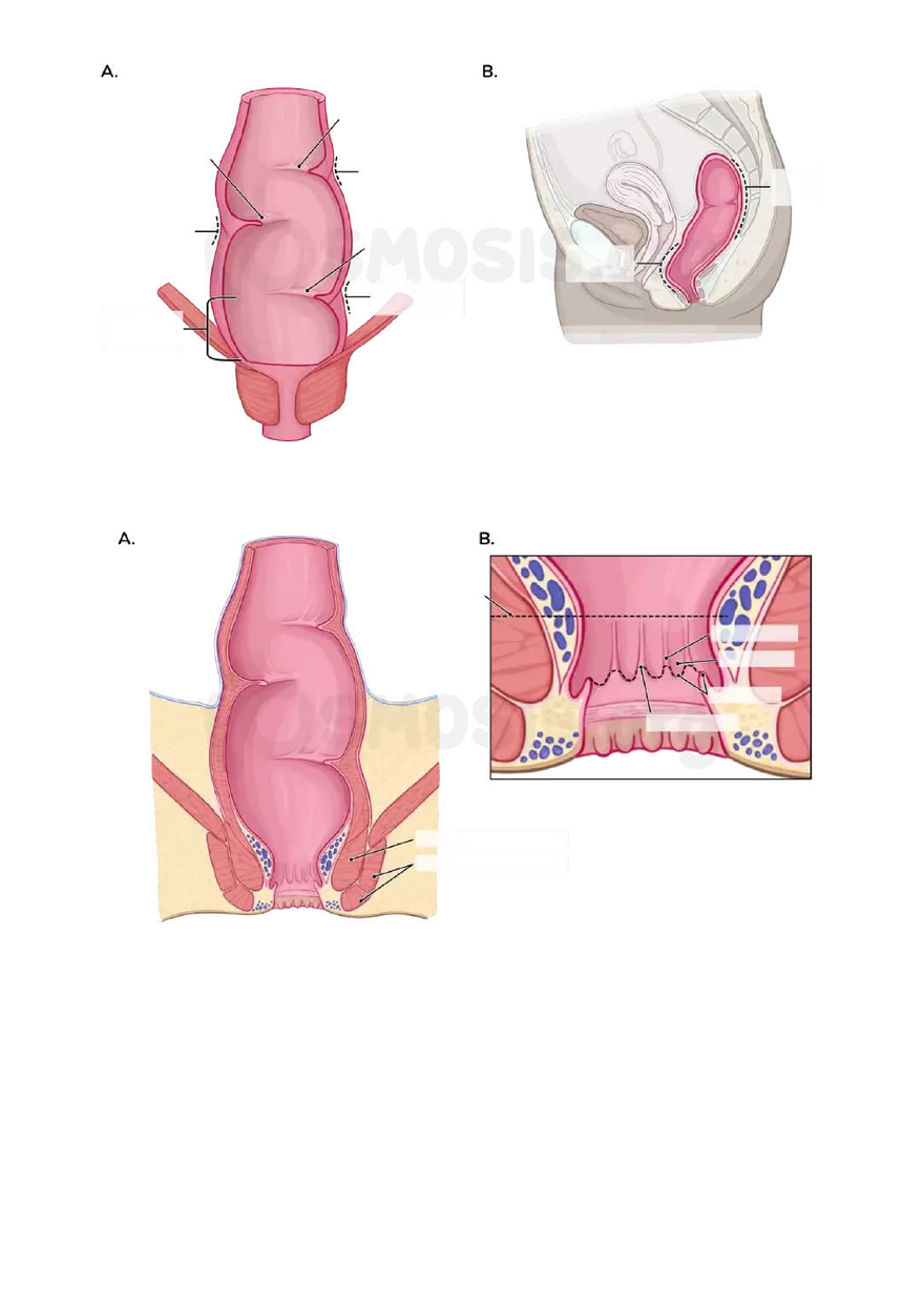 Anatomy Pelvis and Reproductive System - Page 21