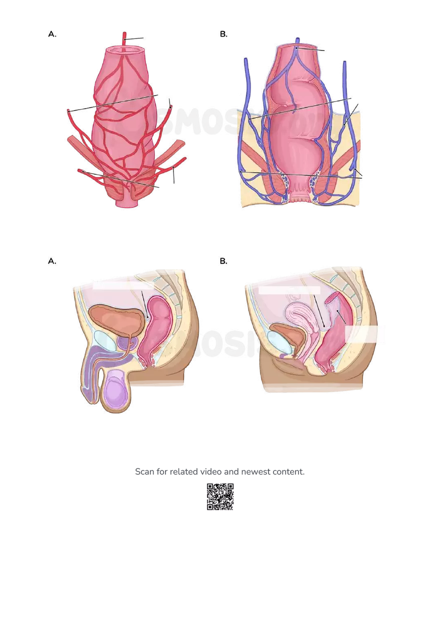 Anatomy Pelvis and Reproductive System - Page 22