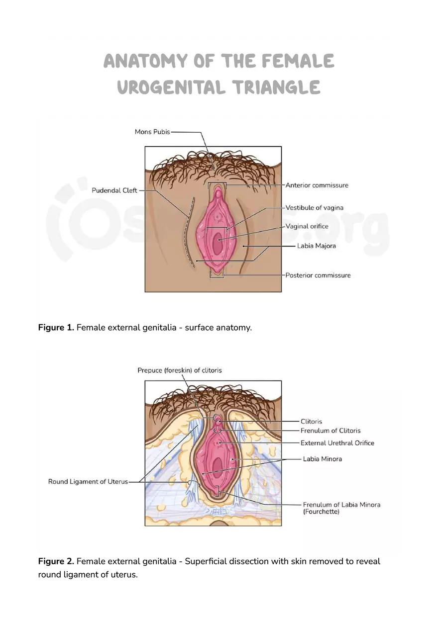 Anatomy Pelvis and Reproductive System - Page 23